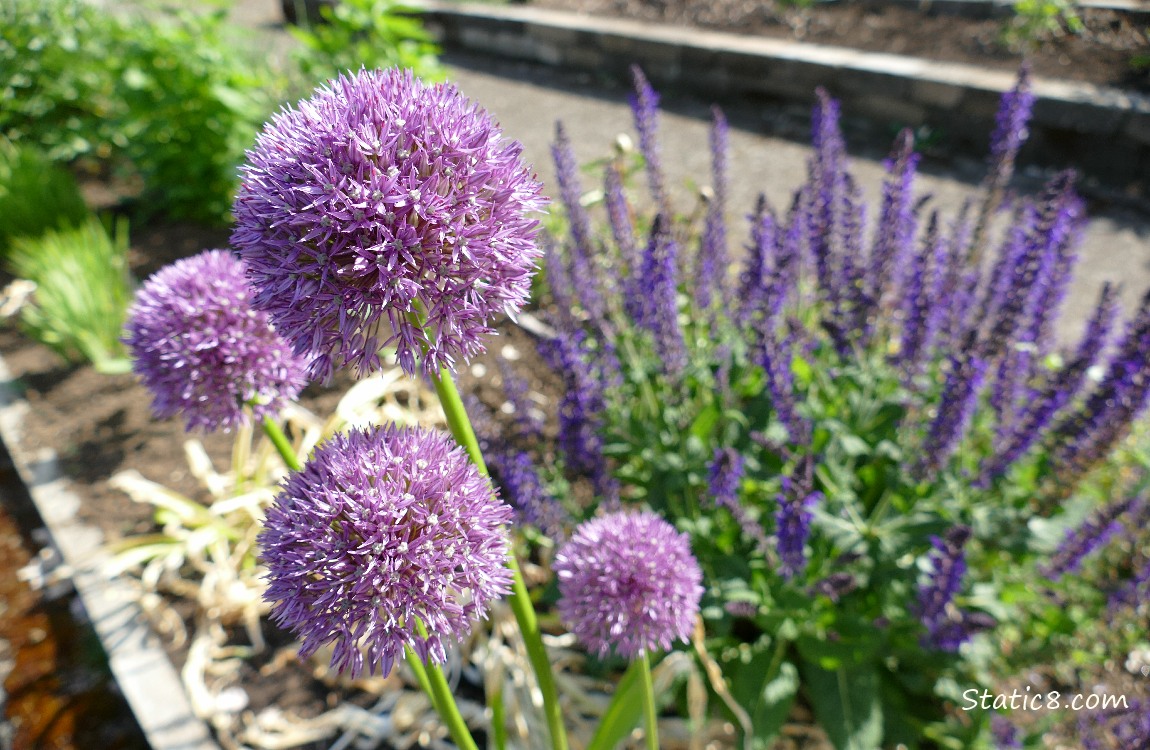 Purple Alliums with other purple flowers in the background