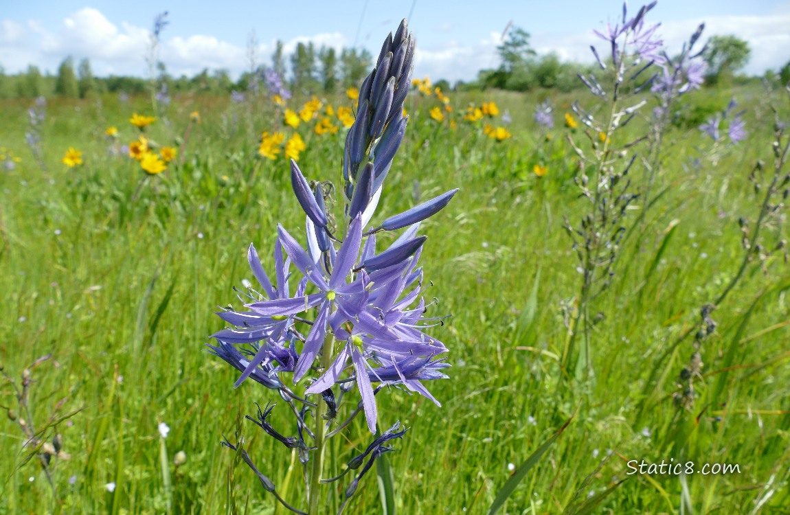 Camas Lily blooms with yellow flowers in the background