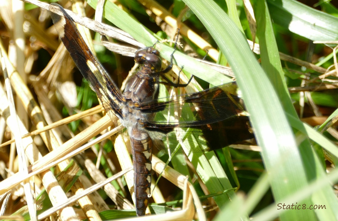 Dragonfly in the grass