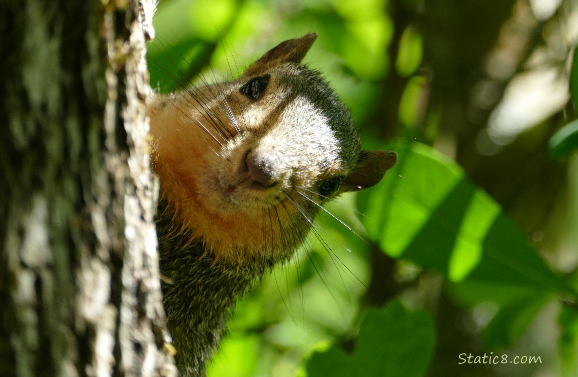 Squirrel peeking around a tree trunk