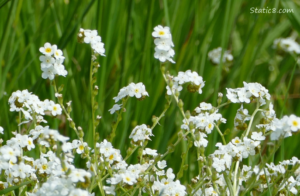 white Forget Me Not Blooms