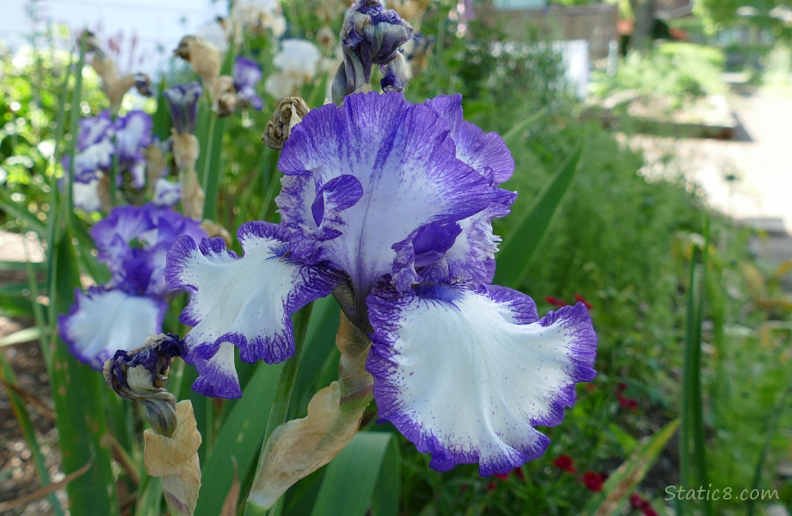 Purple and white Iris blooms