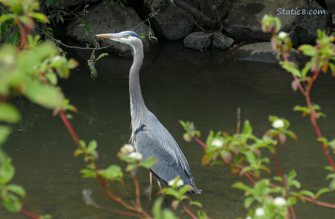 Great Blue Heron, walking in shallow water