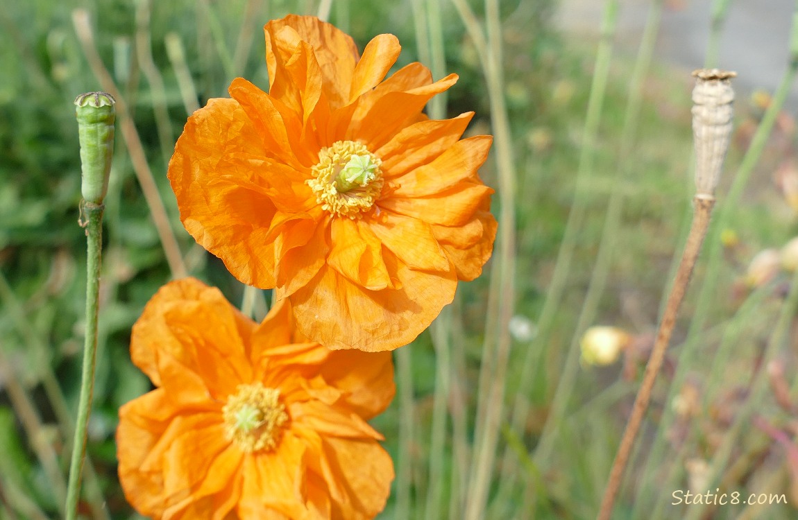 Orange Poppy blooms