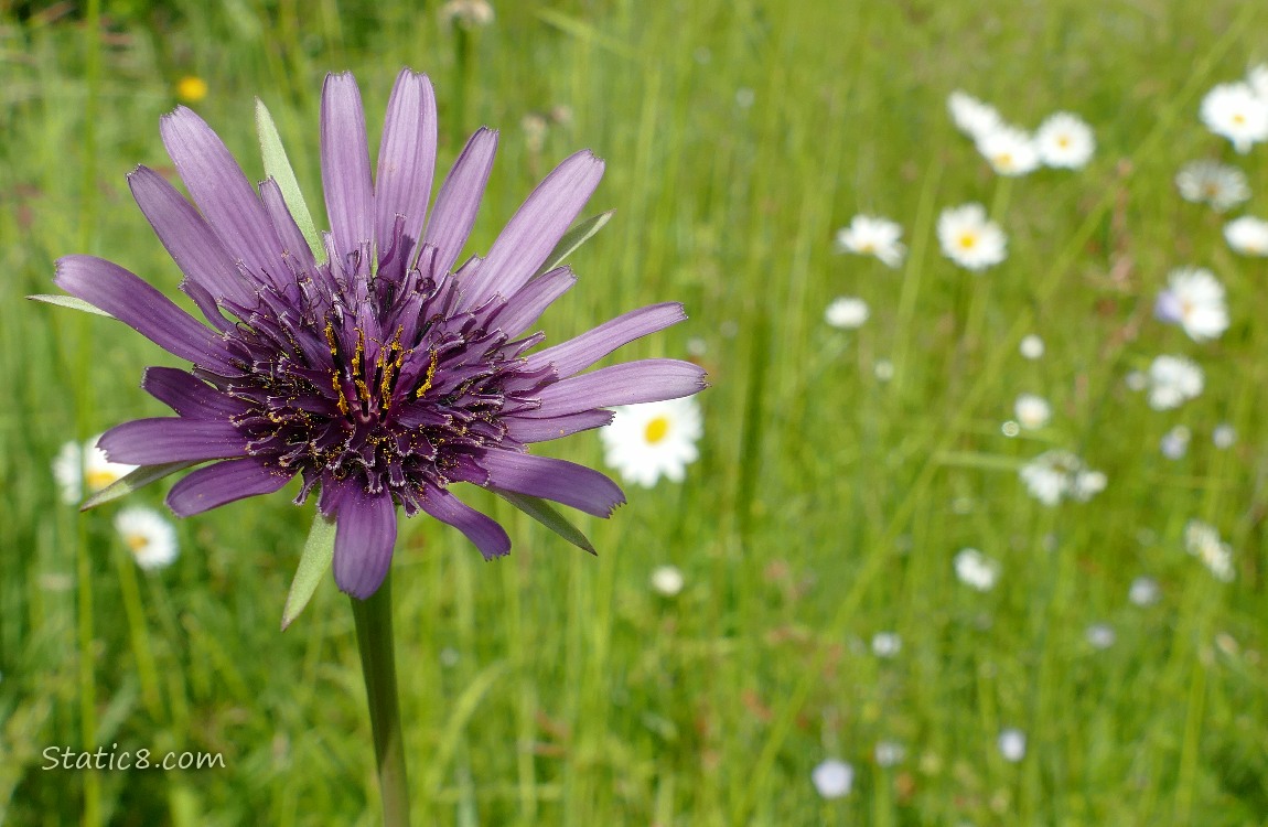 Purple Salsify with Daisy blooms in the background