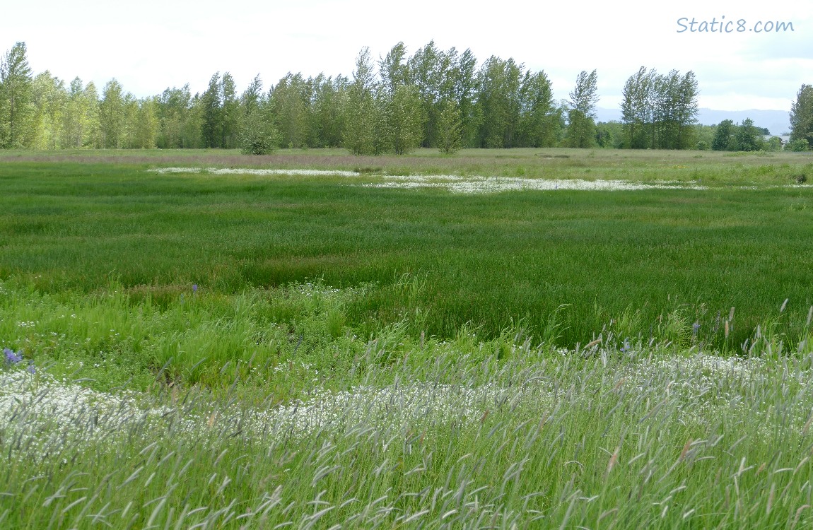 Grass land with swathes of white flowers, trees in the background