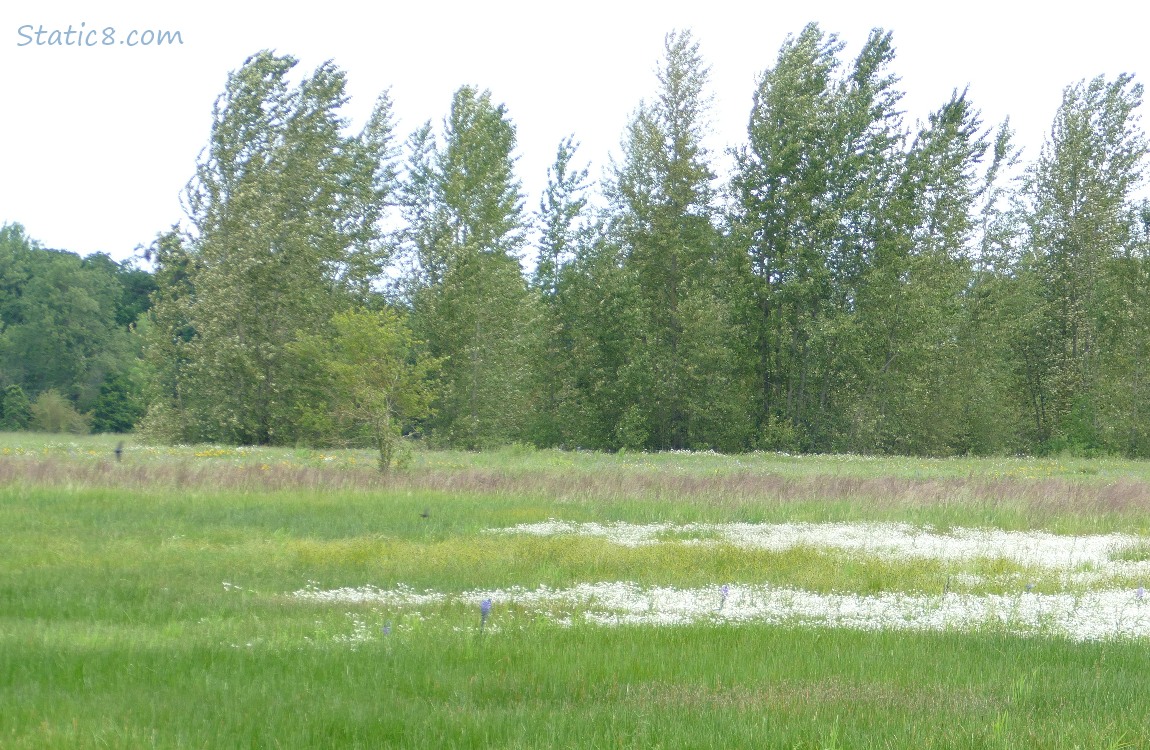 Grass land with trees in the distance