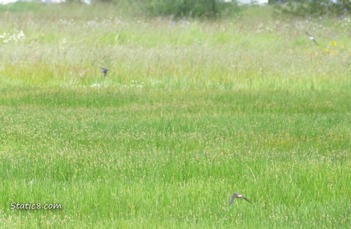 Swallows swooping over the prairie