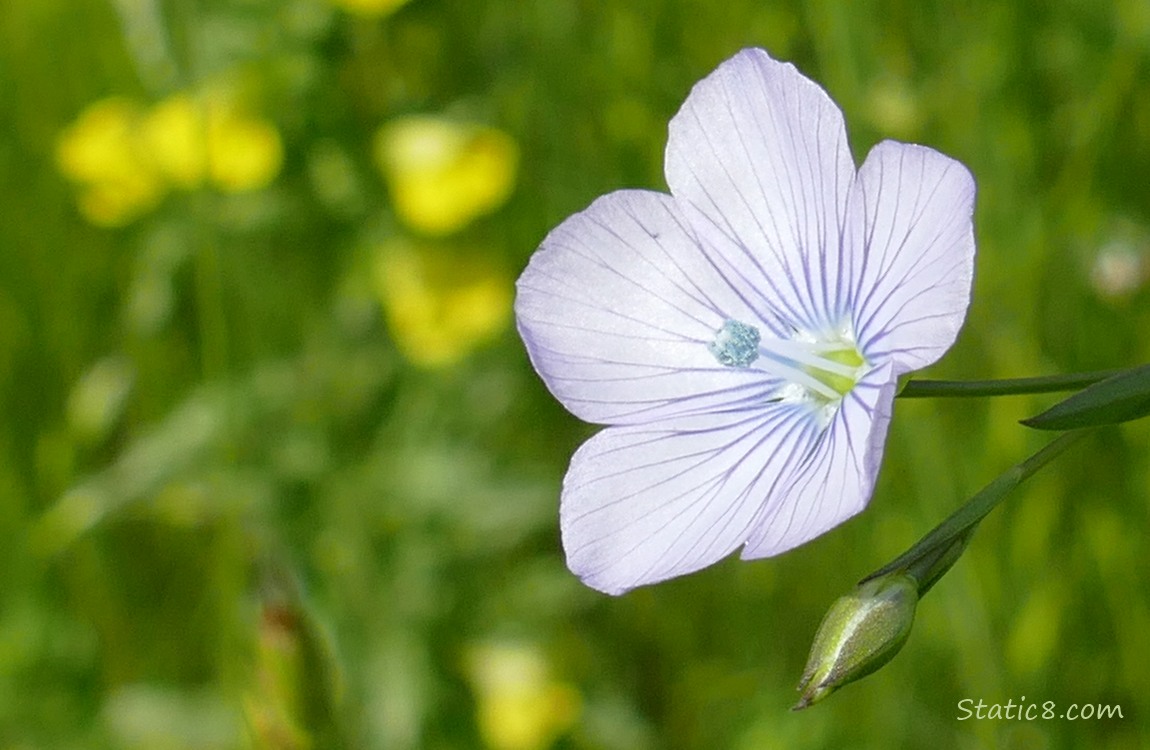 Pale blue flower