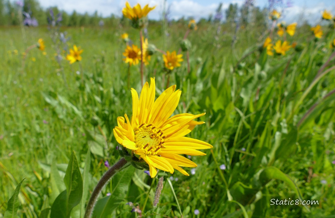 Yellow flower in the grass