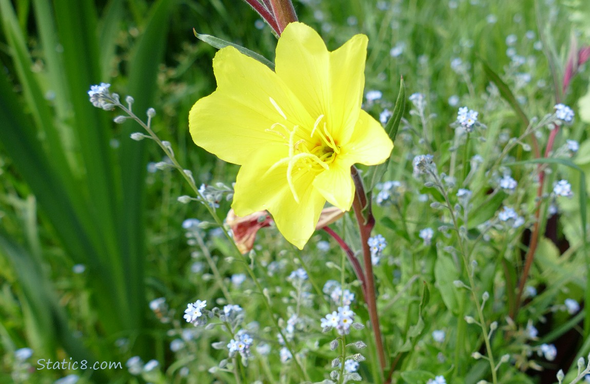 Unknown yellow flower surrounded by Forget Me Nots