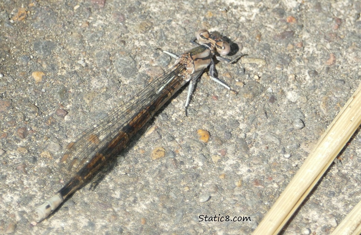 Damselfly standing on the sidewalk