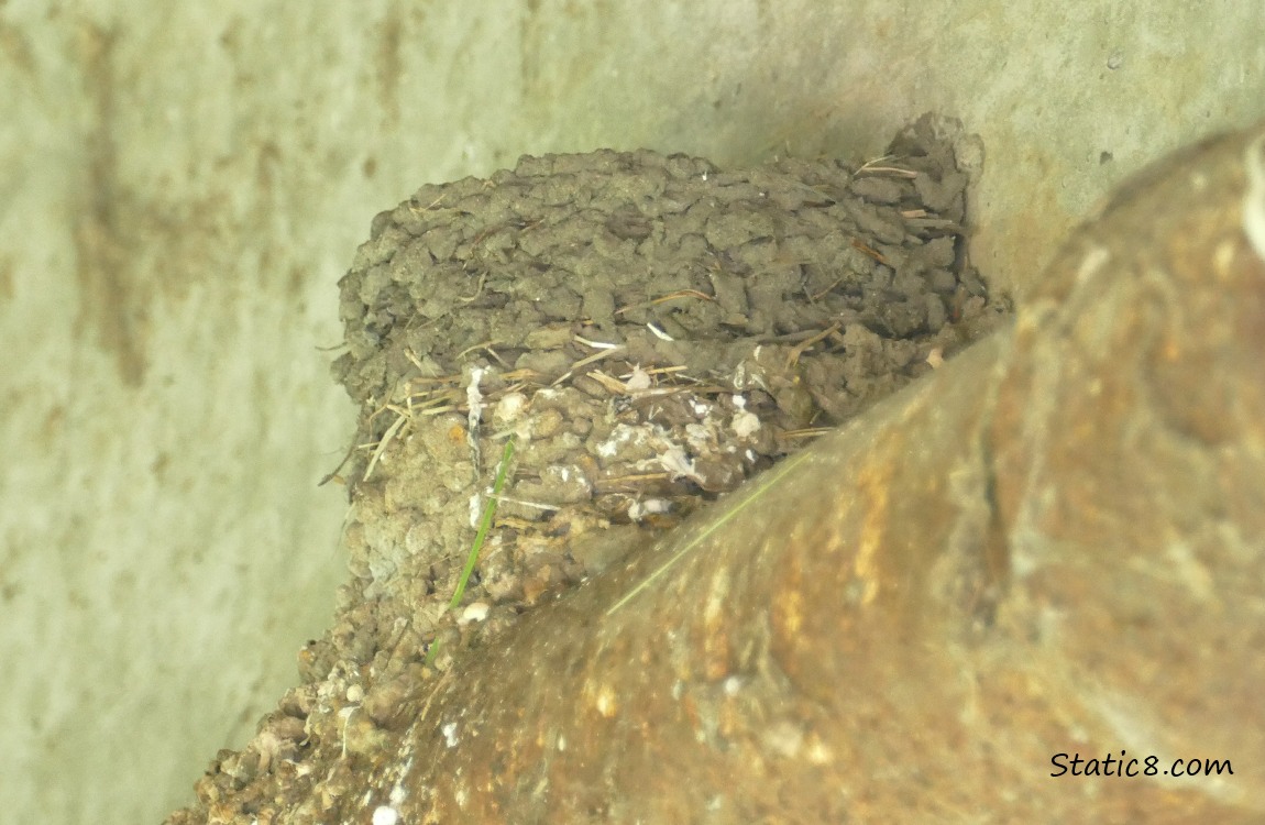 Nest on a pipe, under a bridge