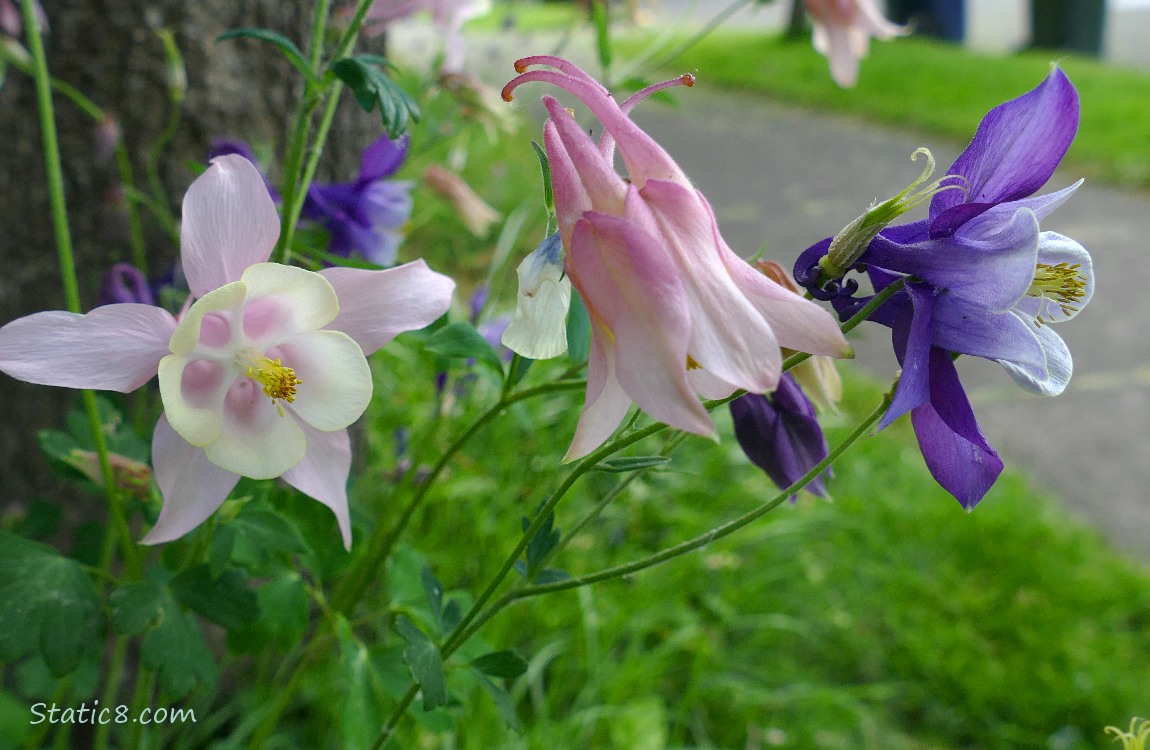 Columbine blooms