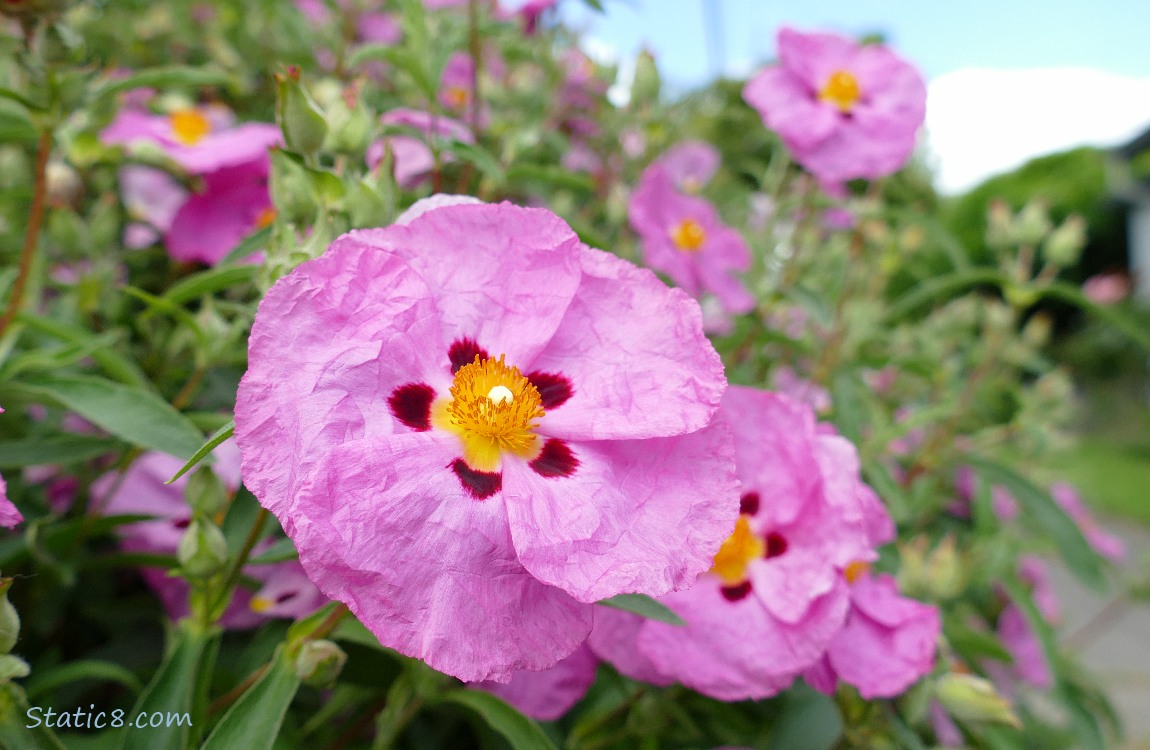 Pink Hibiscus blooms