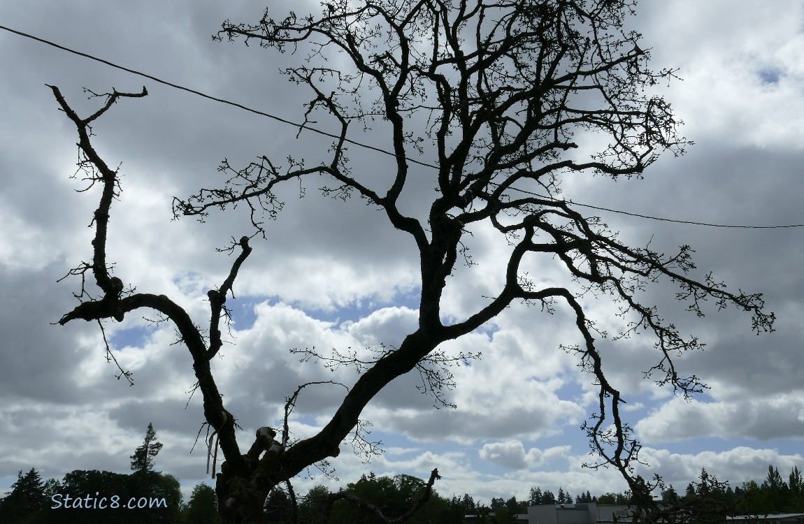 Silhouette of a fallen tree with cloudy sky