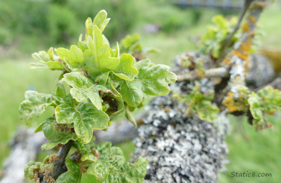 Oak leaves on a mossy branch