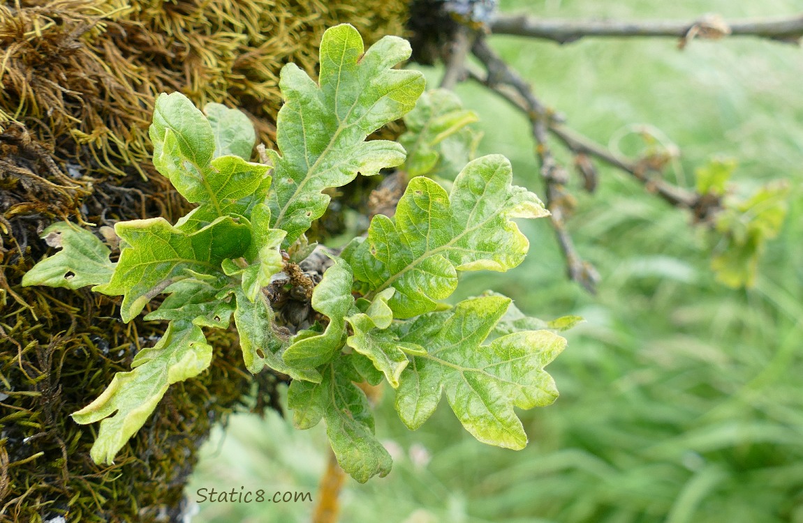 Oak leaves on a mossy branch