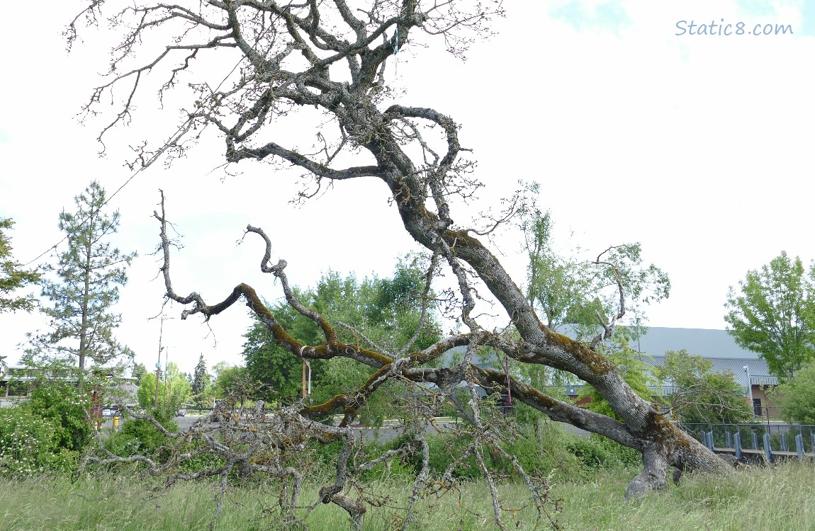 Fallen Oak tree