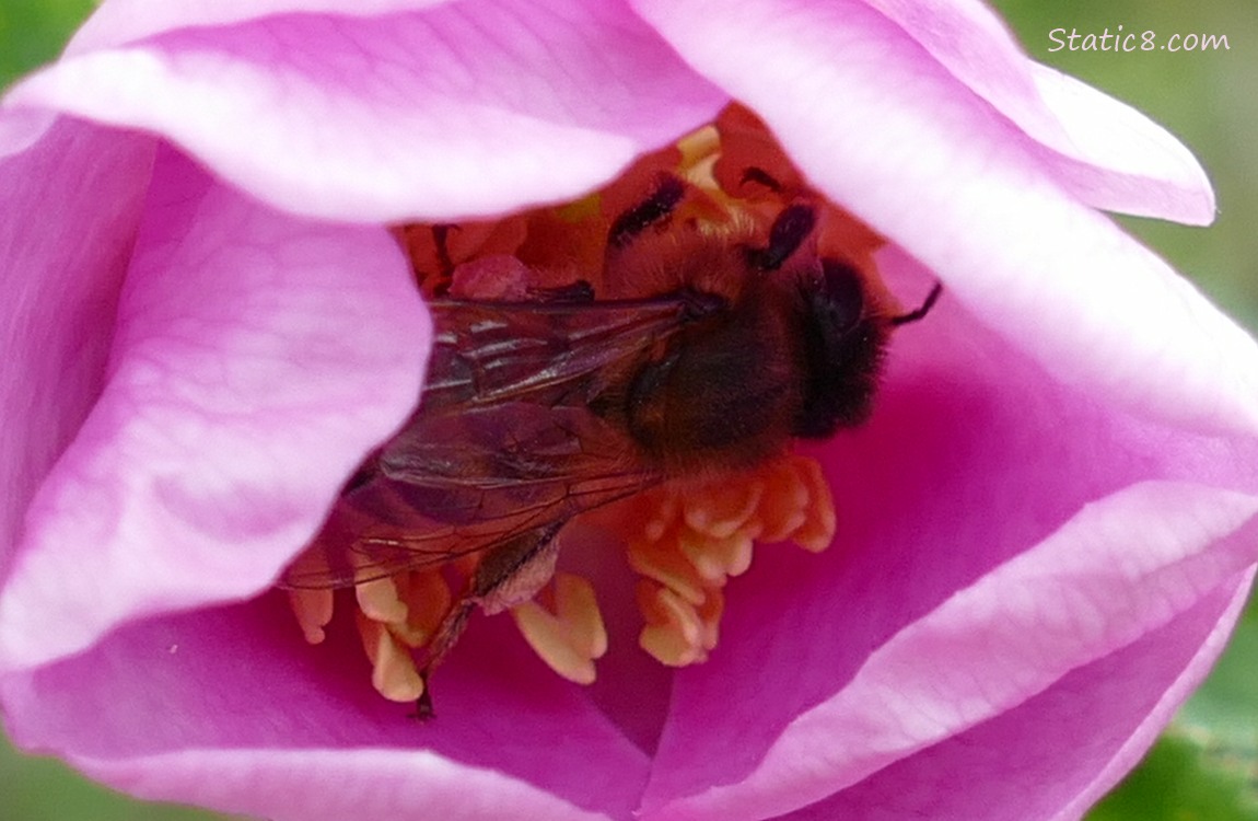 Honey Bee inside a partly open pink rose