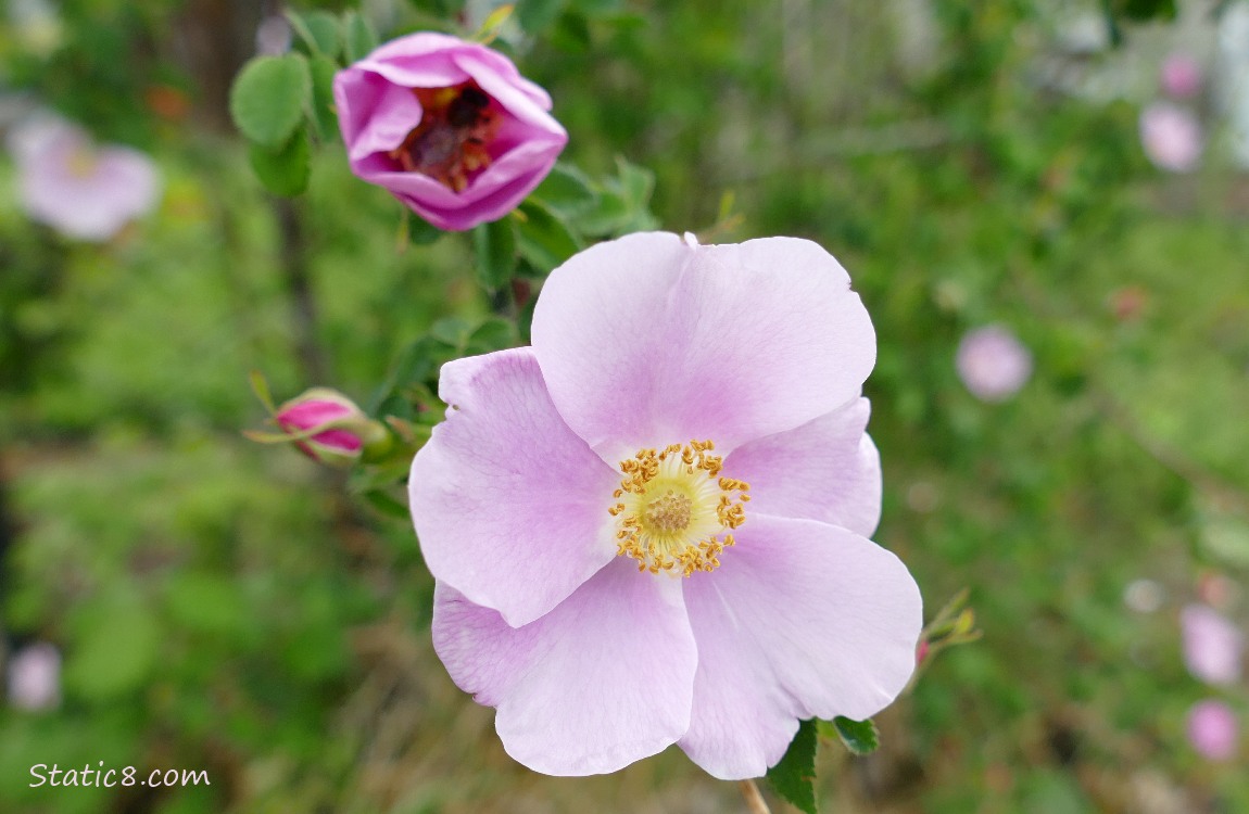 pink rose blooms