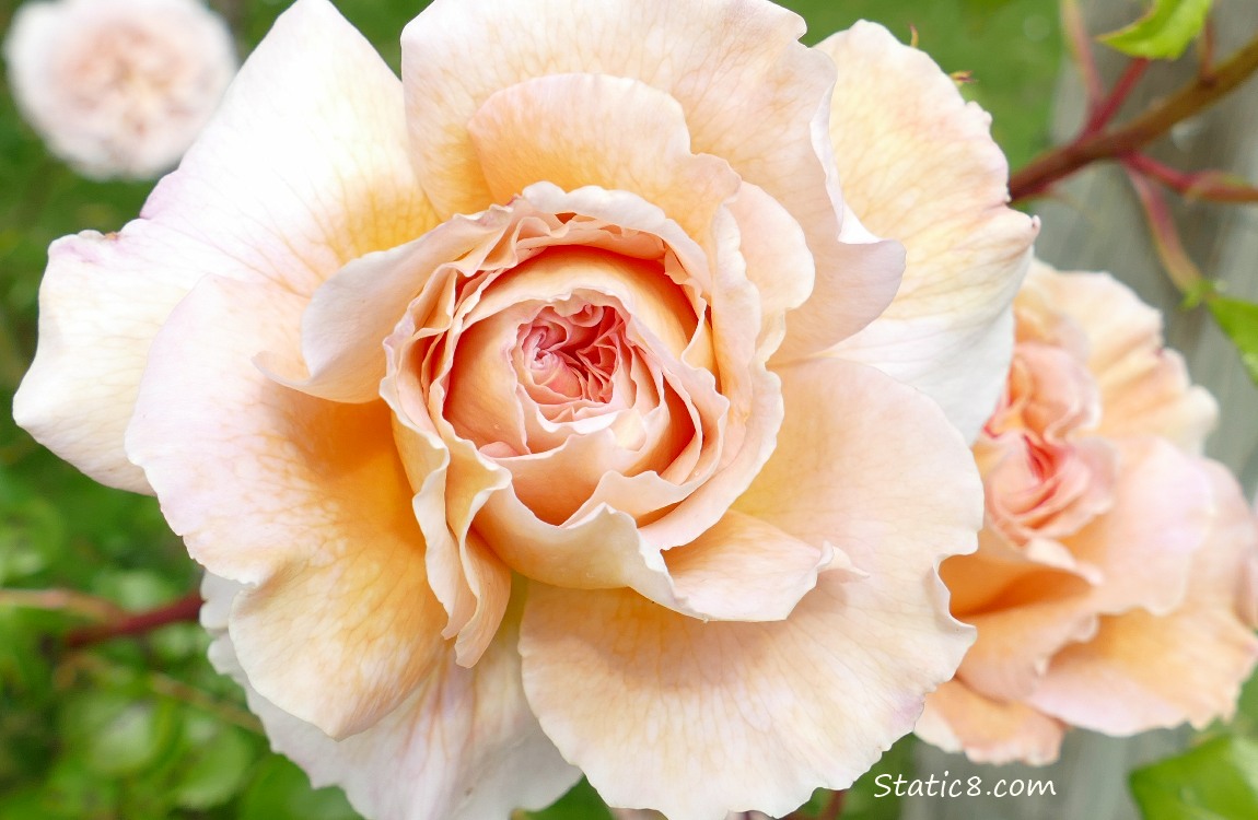 Pale peach rose blooms