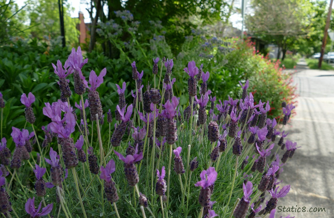 Spanish Lavender blooming next to the sidewalk