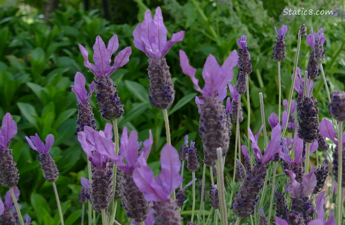 Spanish Lavender blooms