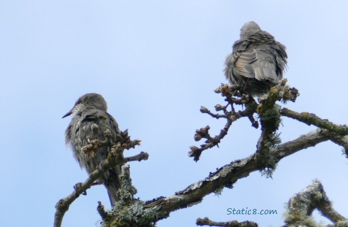 Starlings standing on twigs