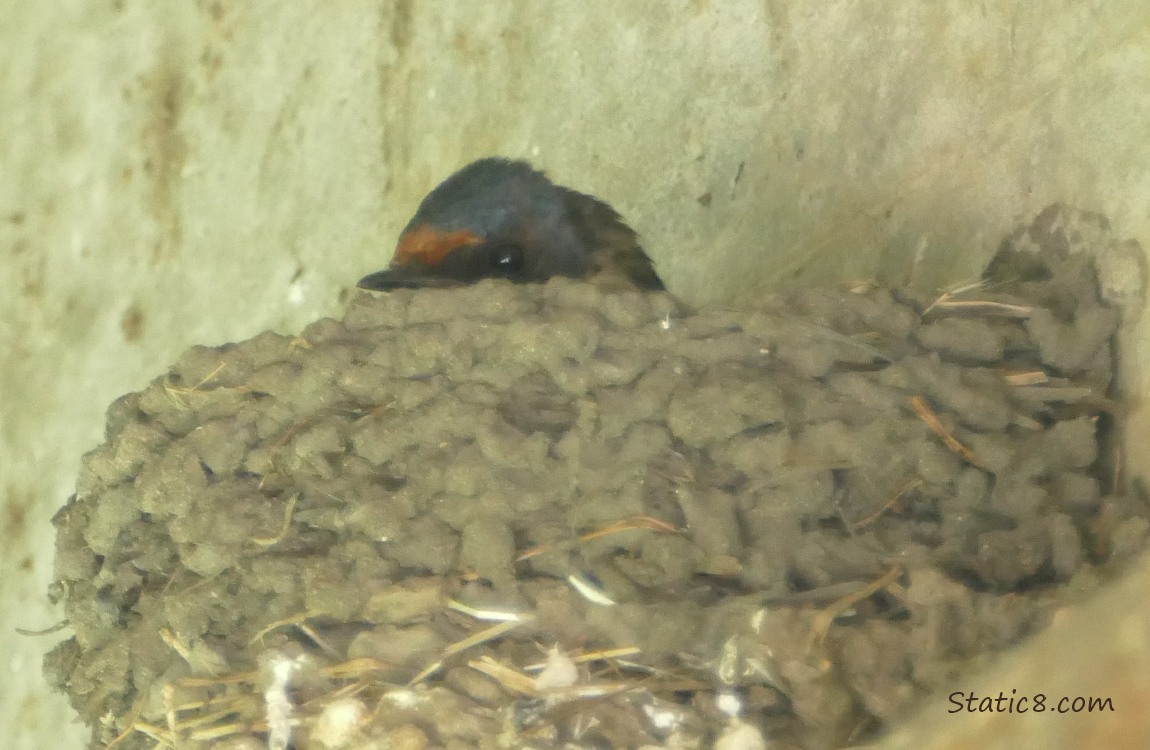 Barn Swallow sitting in her nest, just her head visible over the wall of the nest