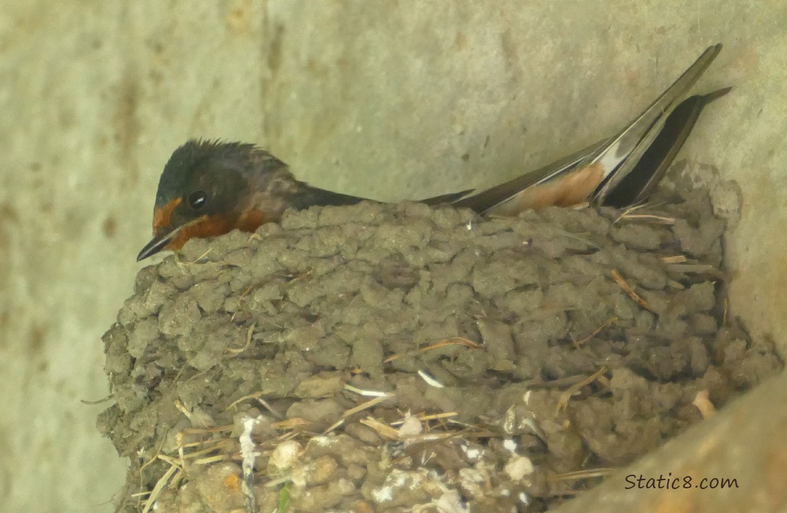 Barn Swallow sitting in the nest