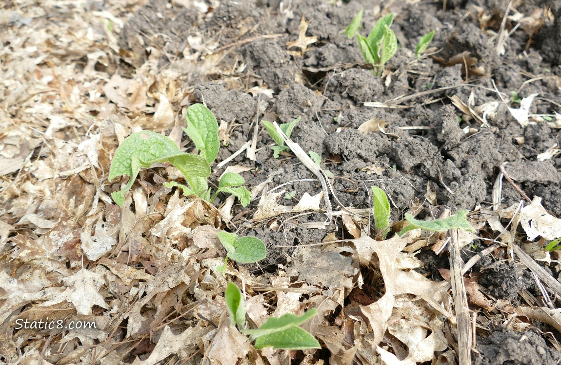 Comfrey leaves coming up through the mulch