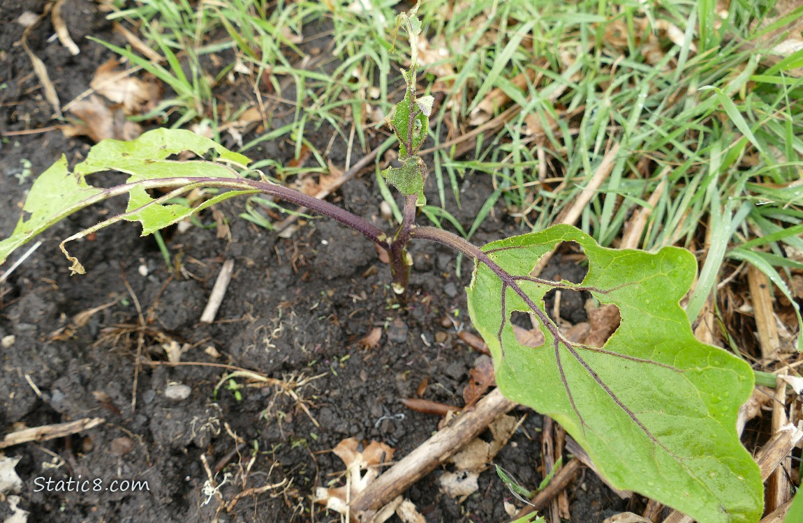 Eggplant leaves with holes in them