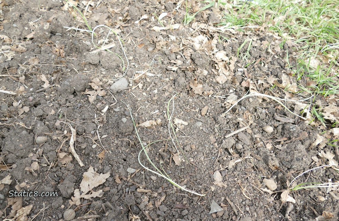 Fallen leeks on the dirt