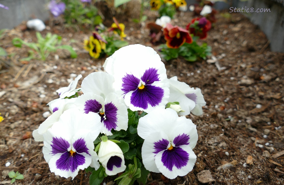 Different coloured Pansies in a big planter