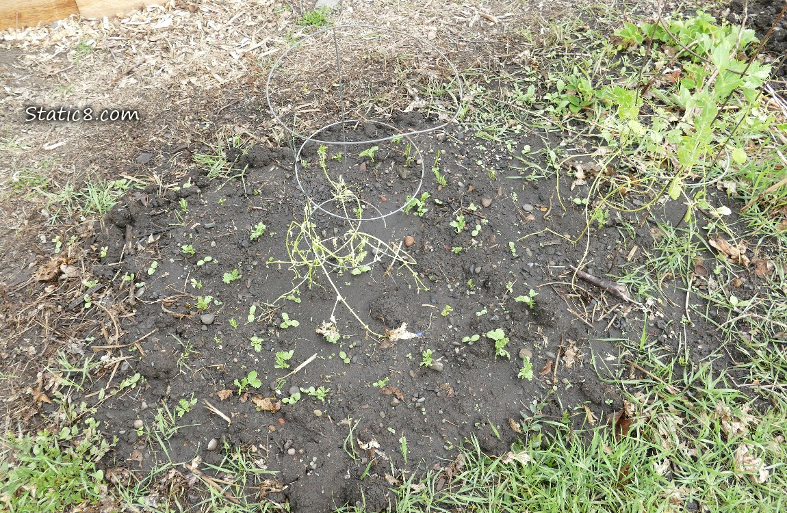 Snap Pea Patch