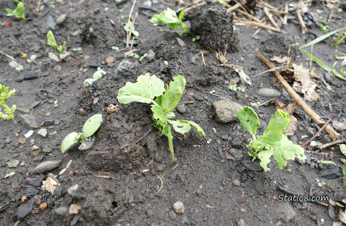 Small Snap Pea plants growing in the dirt