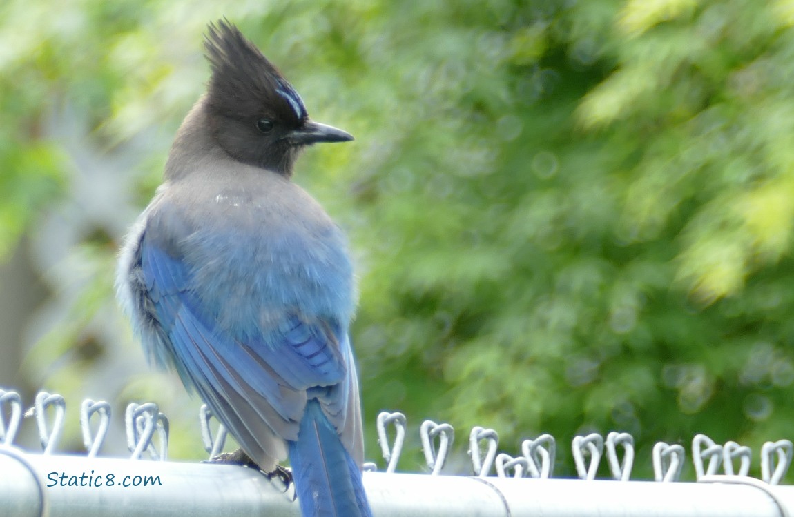 Steller Jay standing on a chain link fence