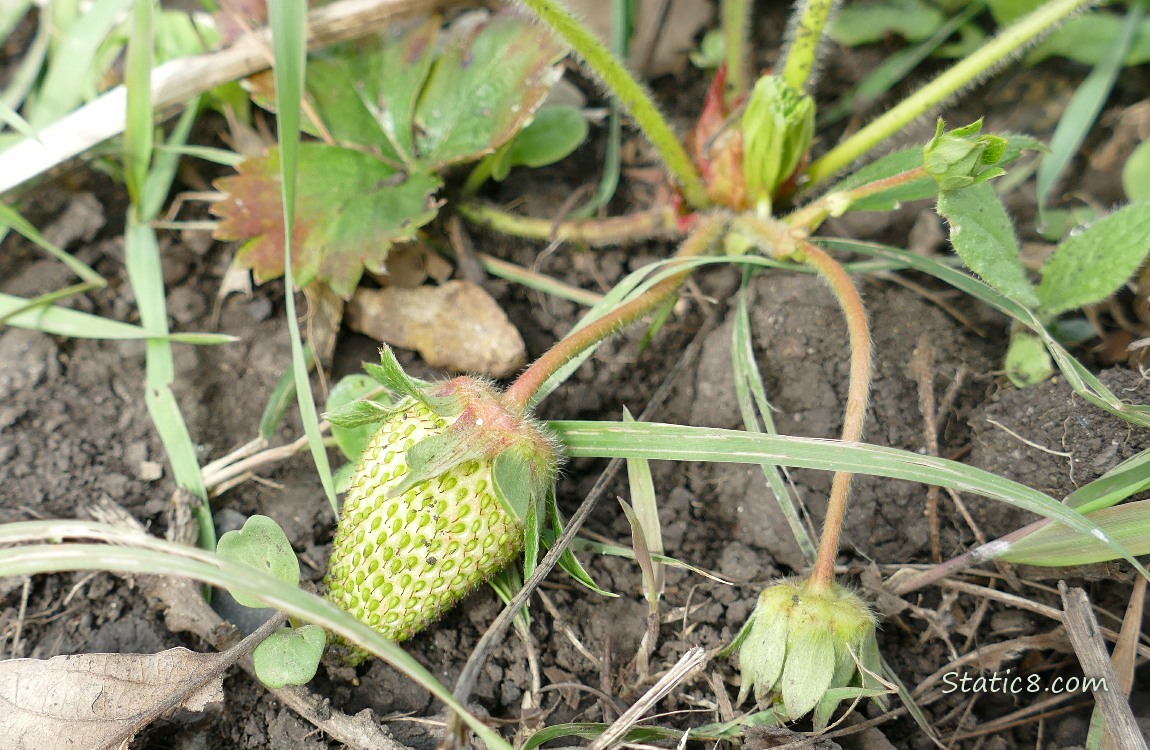 Green Strawberry fruit on the plant