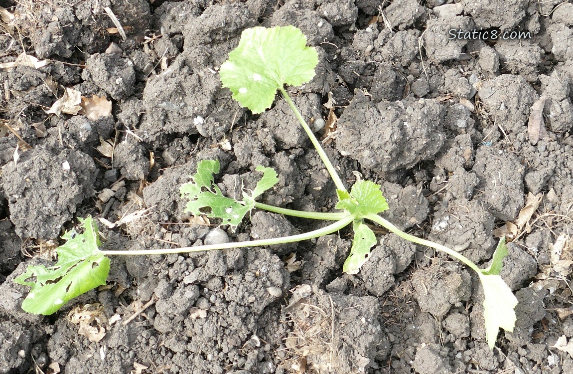 Zucchini plant in the ground