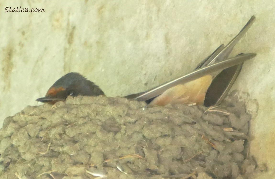 Barn Swallow sitting in the nest