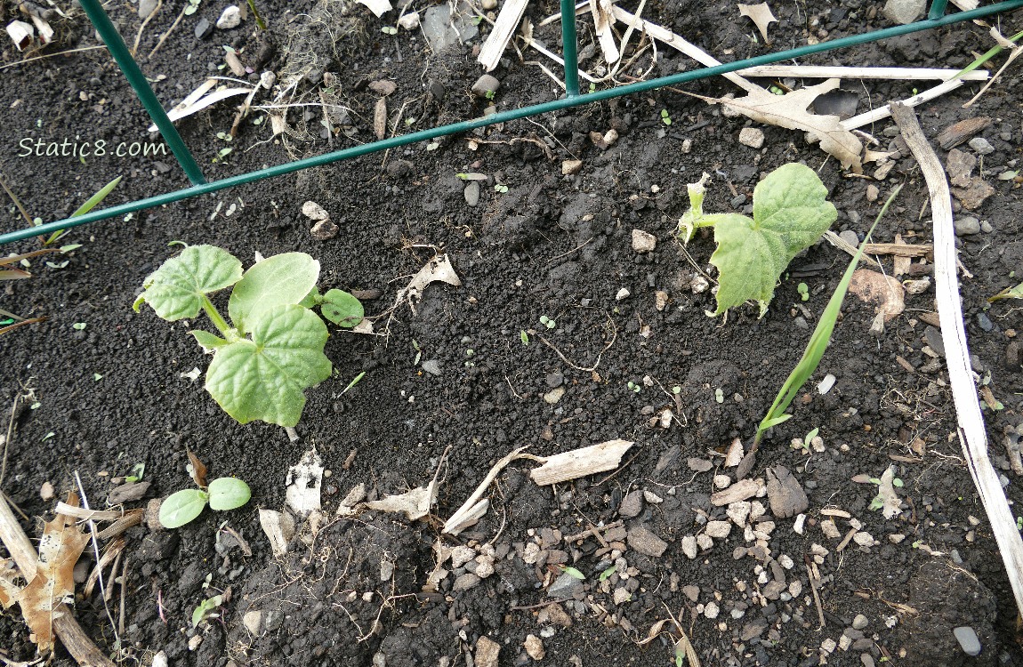 Cucumber plant in the dirt