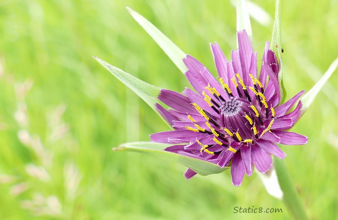 purple Salsify bloom