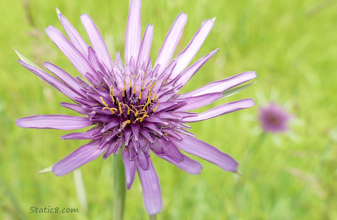 purple Salsify blooms