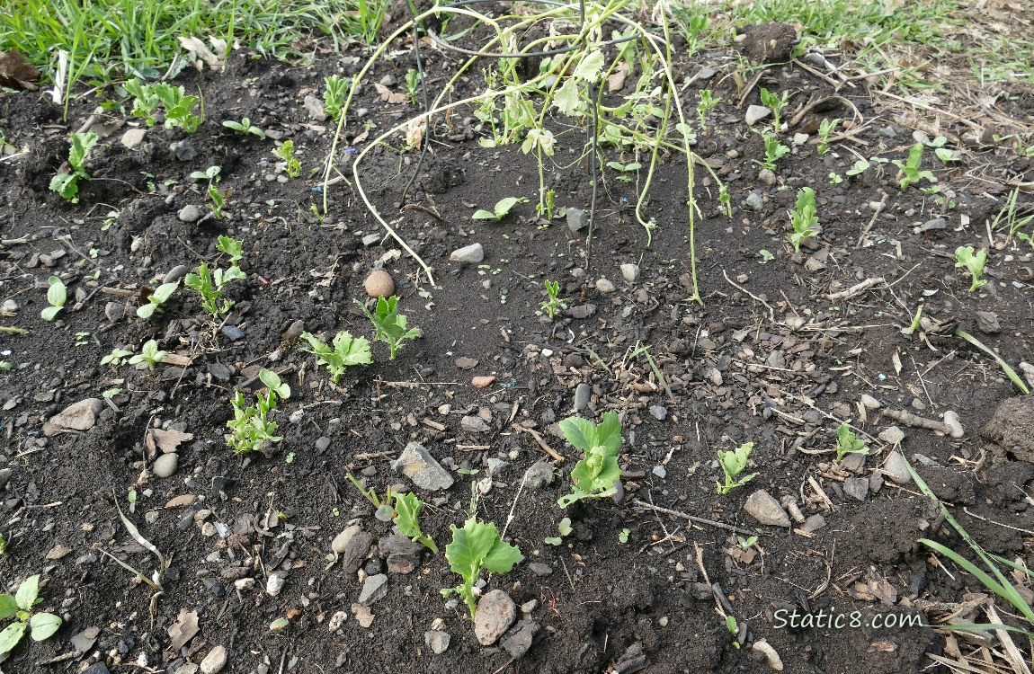 Snap Pea Patch