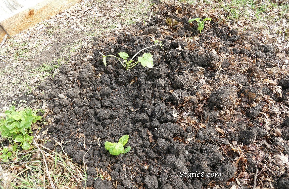 garden plot