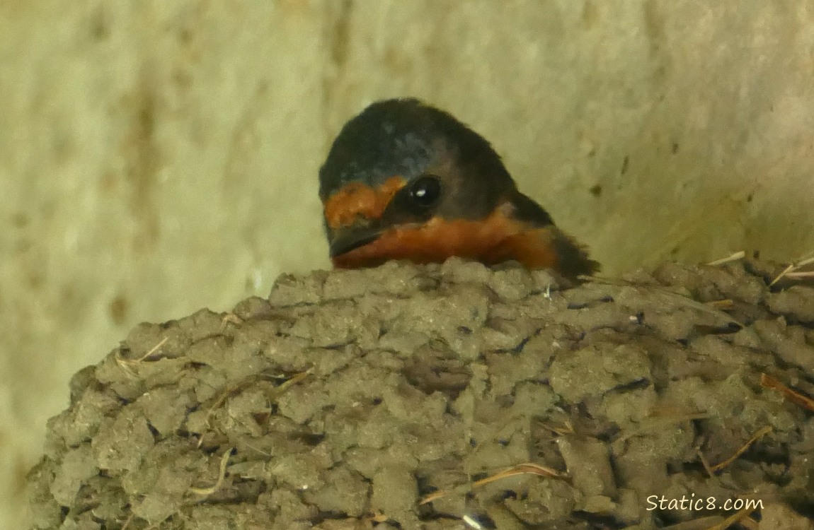 Barn Swalling in the nest