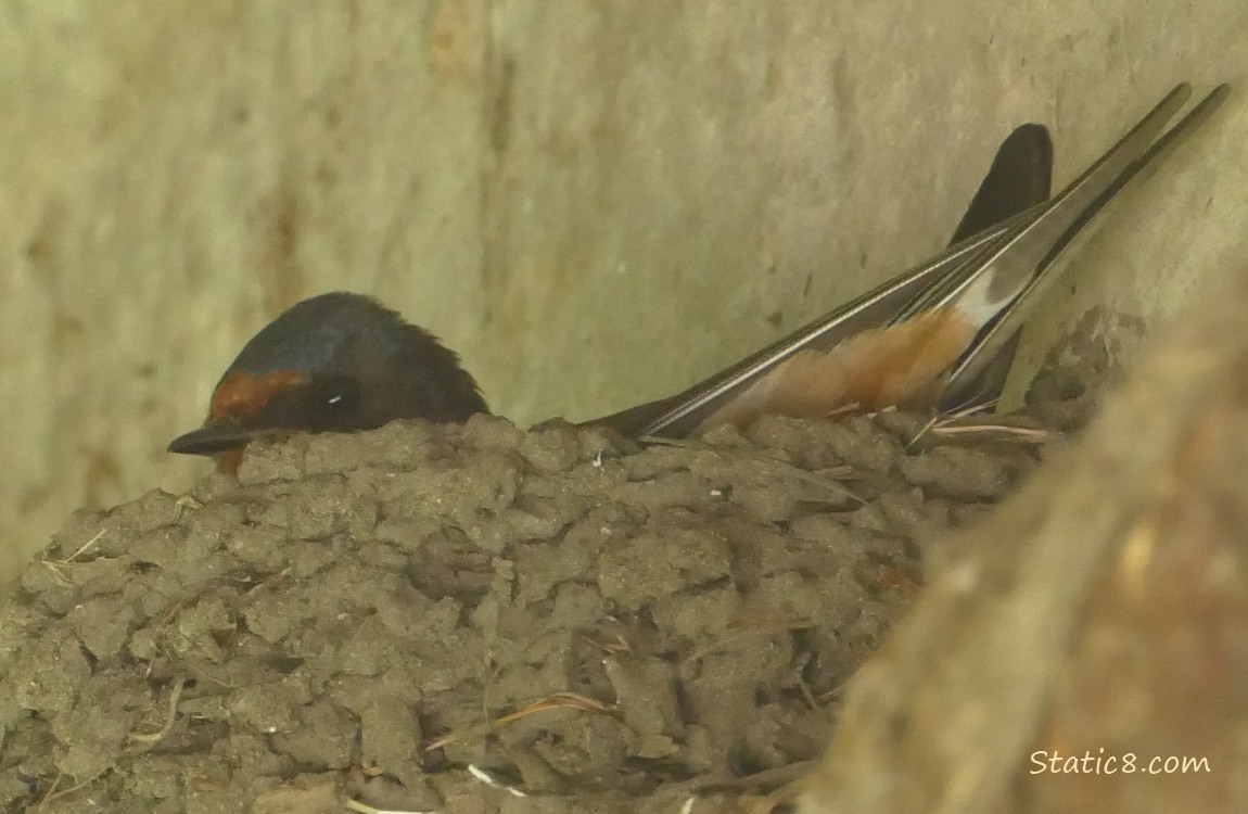 Barn Swallow sitting in the nest