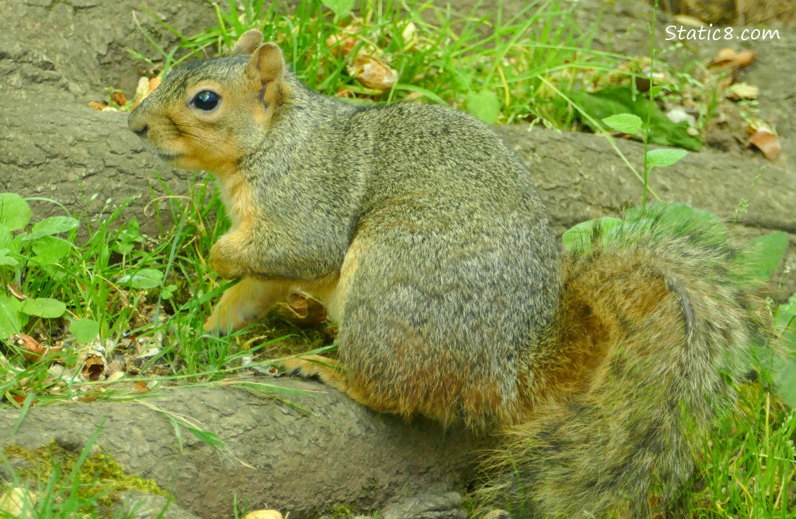 Squirrel standing on a tree root on the ground