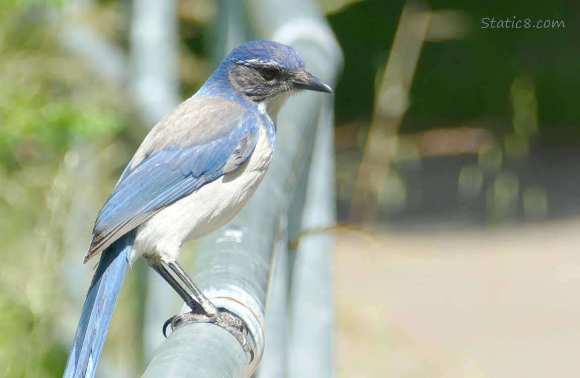 Scrub Jay standing on a railing next to the bike path